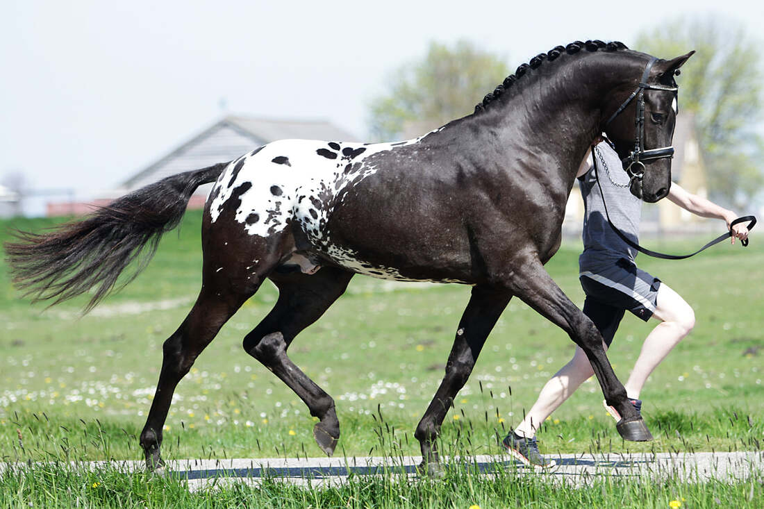 Perus Stables - Home Bred Stallions, Holland